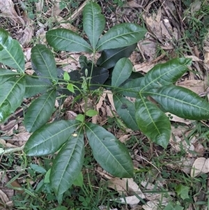 Melicope micrococca (Hairy-leaved Doughwood, White Euodia) at Albion Park, NSW - 25 Feb 2024 by bereccad