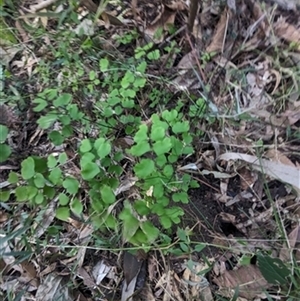 Adiantum aethiopicum (Common Maidenhair Fern) at Albion Park, NSW - 19 Jun 2024 by bereccad