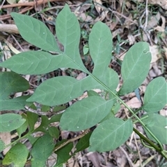 Solanum seaforthianum at Albion Park, NSW - 19 Jun 2024 by bereccad