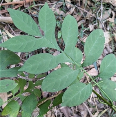 Solanum seaforthianum at Albion Park, NSW - 19 Jun 2024 by bereccad