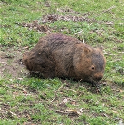Vombatus ursinus (Common wombat, Bare-nosed Wombat) at Budderoo, NSW - 22 Jun 2024 by bereccad