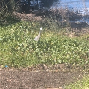 Egretta novaehollandiae (White-faced Heron) at Kanahooka, NSW - 23 Jun 2024 by bereccad