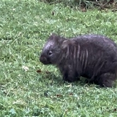 Vombatus ursinus (Common wombat, Bare-nosed Wombat) at Wattamolla, NSW - 30 Jun 2024 by bereccad