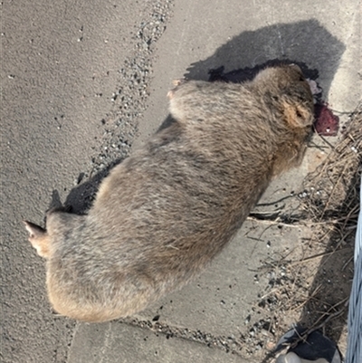 Vombatus ursinus (Common wombat, Bare-nosed Wombat) at Albion Park Rail, NSW - 12 Jul 2024 by bereccad