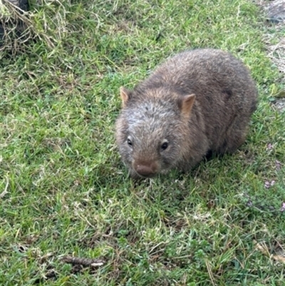 Vombatus ursinus (Common wombat, Bare-nosed Wombat) at Carrington Falls, NSW - 13 Jul 2024 by bereccad