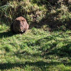 Vombatus ursinus (Common wombat, Bare-nosed Wombat) at Jamberoo, NSW - 28 Jul 2024 by bereccad