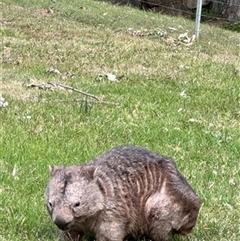 Vombatus ursinus (Common wombat, Bare-nosed Wombat) at Calderwood, NSW - 31 Jul 2024 by bereccad