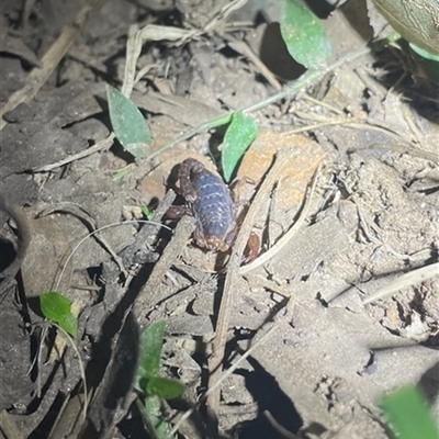 Cercophonius squama (Wood Scorpion) at Yellow Rock Ridge, NSW - 25 Aug 2024 by bereccad