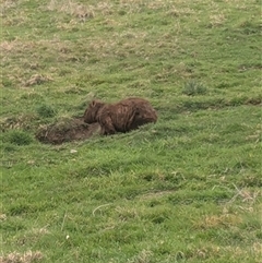 Vombatus ursinus (Common wombat, Bare-nosed Wombat) at Kangaloon, NSW - 25 Aug 2024 by bereccad