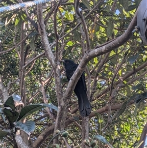 Eudynamys orientalis (Pacific Koel) at Kanahooka, NSW - 6 Sep 2024 by bereccad
