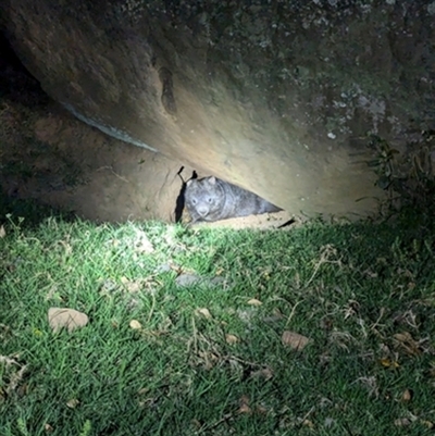 Vombatus ursinus (Common wombat, Bare-nosed Wombat) at Berry, NSW - 18 Sep 2024 by bereccad