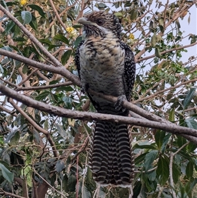 Eudynamys orientalis (Pacific Koel) at Kanahooka, NSW - 7 Oct 2024 by bereccad