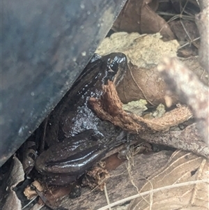 Unverified at suppressed - suppressed