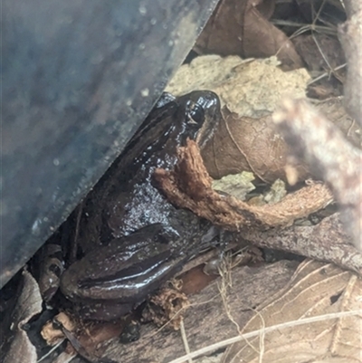Limnodynastes peronii at Kanahooka, NSW - 4 Nov 2024 by bereccad