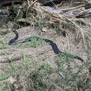 Pseudechis porphyriacus at Calderwood, NSW - 9 Nov 2024 by bereccad