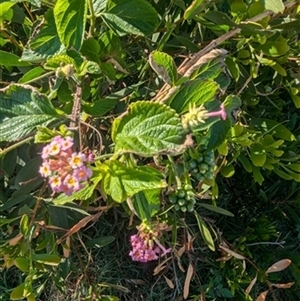 Lantana camara (Lantana) at Port Kembla, NSW - 23 Nov 2024 by bereccad