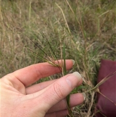 Themeda triandra (Kangaroo Grass) at Tullimbar, NSW - 17 Nov 2024 by bereccad