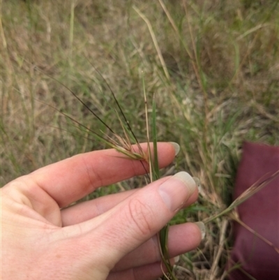 Themeda triandra (Kangaroo Grass) at Tullimbar, NSW - 17 Nov 2024 by bereccad