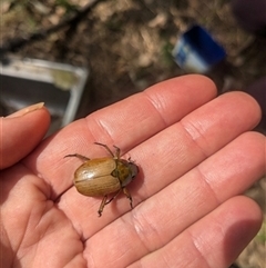Anoplognathus sp. (genus) at Yellow Rock Ridge, NSW - 25 Nov 2024 by bereccad