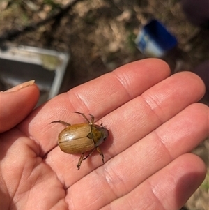 Anoplognathus sp. (genus) at Yellow Rock Ridge, NSW - 25 Nov 2024 by bereccad