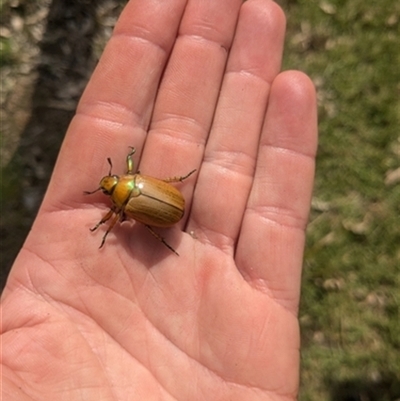 Anoplognathus sp. (genus) at Yellow Rock Ridge, NSW - 25 Nov 2024 by bereccad