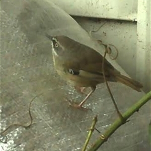 Sericornis frontalis (White-browed Scrubwren) at Kanahooka, NSW - 10 Dec 2024 by bereccad