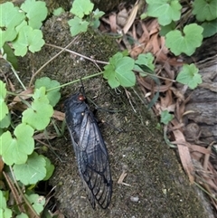 Psaltoda moerens (Redeye cicada) at Jamberoo, NSW - 14 Dec 2024 by bereccad