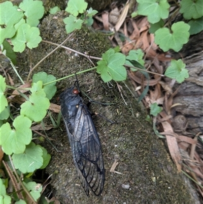 Psaltoda moerens (Redeye cicada) at Jamberoo, NSW - 14 Dec 2024 by bereccad