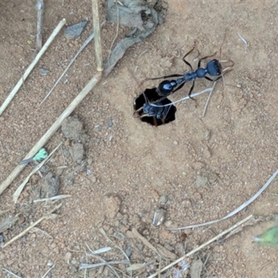 Myrmecia tarsata (Bull ant or Bulldog ant) at East Kangaloon, NSW - 2 Jan 2025 by bereccad