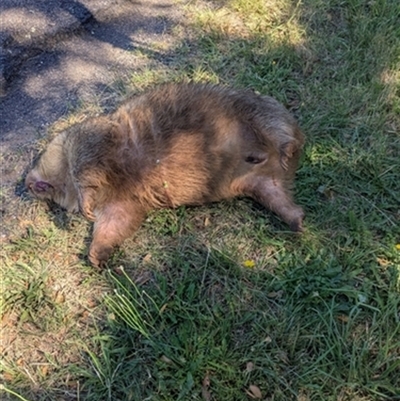 Vombatus ursinus (Common wombat, Bare-nosed Wombat) at East Kangaloon, NSW - 25 Dec 2024 by bereccad
