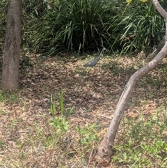 Egretta novaehollandiae (White-faced Heron) at Keiraville, NSW - 14 Jan 2025 by bereccad