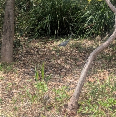 Egretta novaehollandiae (White-faced Heron) at Keiraville, NSW - 14 Jan 2025 by bereccad