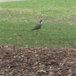 Vanellus miles (Masked Lapwing) at Keiraville, NSW - 14 Jan 2025 by bereccad