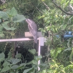 Podargus strigoides (Tawny Frogmouth) at Kanahooka, NSW - 14 Jan 2025 by bereccad