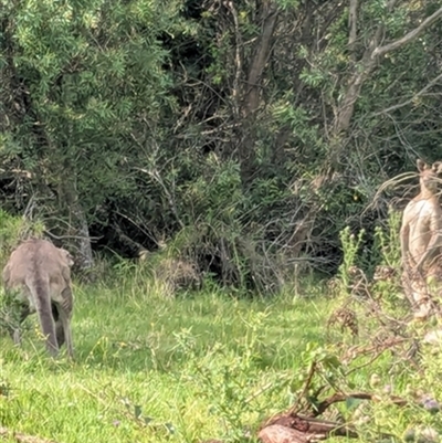 Macropus giganteus (Eastern Grey Kangaroo) at Berry, NSW - 25 Jan 2025 by bereccad