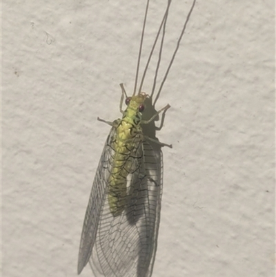 Italochrysa insignis at Kanahooka, NSW - 19 Feb 2025 by bereccad