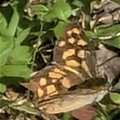 Heteronympha paradelpha at East Kangaloon, NSW - 25 Feb 2025 by bereccad