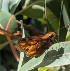 Ocybadistes walkeri at Kanahooka, NSW - 19 Mar 2025 by bereccad
