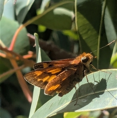 Ocybadistes walkeri at Kanahooka, NSW - 19 Mar 2025 by bereccad