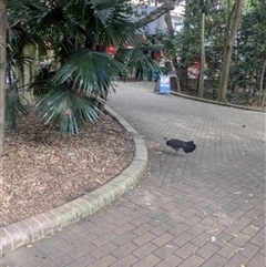 Alectura lathami (Australian Brush-turkey) at Keiraville, NSW - 27 Mar 2025 by bereccad