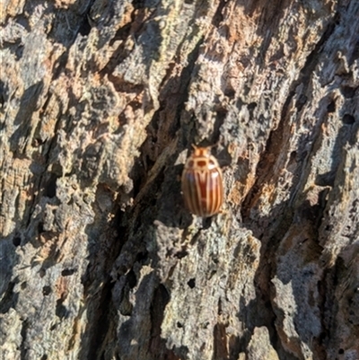 Paropsisterna lignea at Avon, NSW - 6 Apr 2025 by bereccad