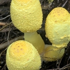 Leucocoprinus birnbaumii (Plantpot Dapperling) at Kanahooka, NSW - 27 Apr 2025 by bereccad
