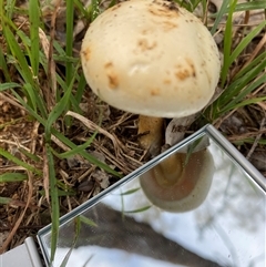 Unverified Cap on a stem; gills below cap [mushrooms or mushroom-like] at Broke, NSW - Today by RoyP