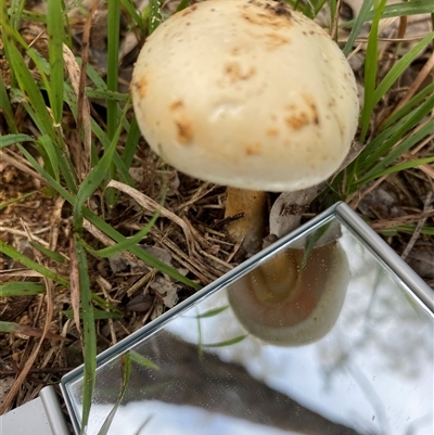 Unverified Cap on a stem; gills below cap [mushrooms or mushroom-like] at Broke, NSW - Today by RoyP