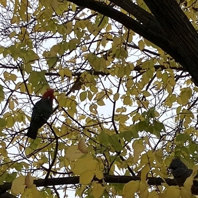 Callocephalon fimbriatum (Gang-gang Cockatoo) at Yarralumla, ACT - 6 Jun 2025 by Nangala