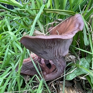 Unverified Cap on a stem; gills below cap [mushrooms or mushroom-like] at Yarralumla, ACT - Today by Jennybach