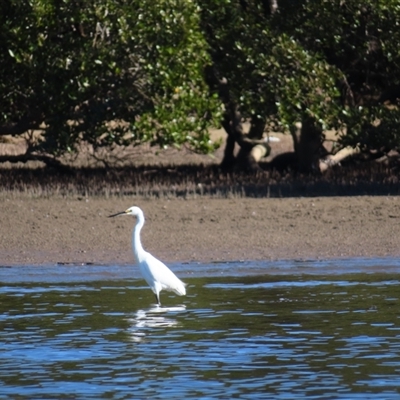 Ardea alba at Batemans Bay, NSW - 5 Jun 2025 by MB