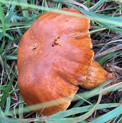 Gymnopilus sp. at Yarralumla, ACT - 6 Jun 2025 by Jennybach
