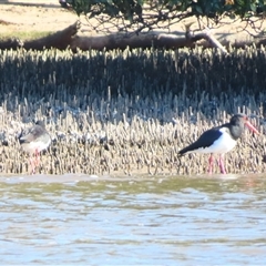 Haematopus longirostris (Australian Pied Oystercatcher) at Batemans Bay, NSW - 5 Jun 2025 by MB