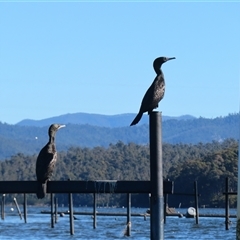 Phalacrocorax sulcirostris (Little Black Cormorant) at Batemans Bay, NSW - 5 Jun 2025 by MB